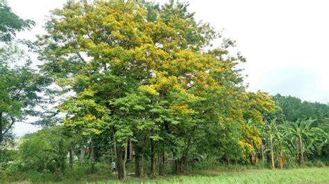 Angsana (Pterocarpus indicus Willd) - - raincitystudios.com