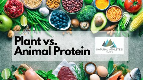 ANIMAL AND PLANT PROTEIN RESOURCES docx