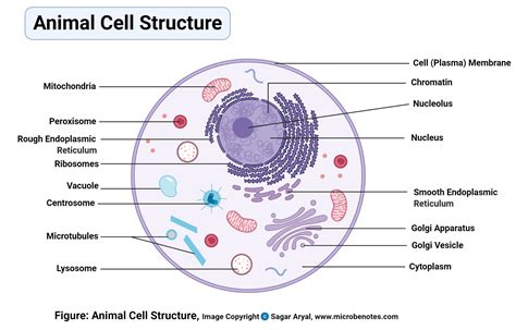 Animal Cell Labeled Diagram Nucleus Mitochondria Golgi Ribosome - muktibox.com