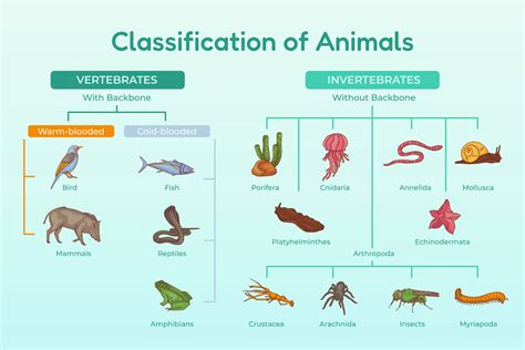 Animal Classification: A Comprehensive Guide - Free Science … - muktibox.com