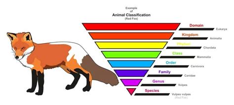 Animal Classification: The Complete Guide - A-Z Animals - muktibox.com