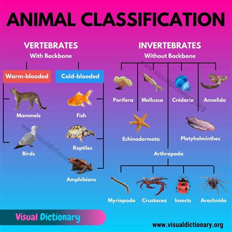 ANIMAL CLASSIFICATIONS