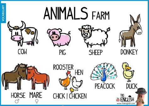 ANIMAL FARM Glossary 2nd Term