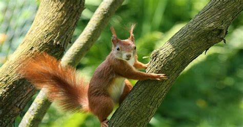 Animal Life in Tropical Deciduous Forests - Wildlife - raincitystudios.com