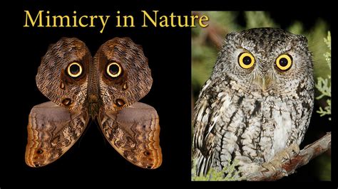Animal Mimicry and Camouflage in Nature - Science Source Images - muktibox.com