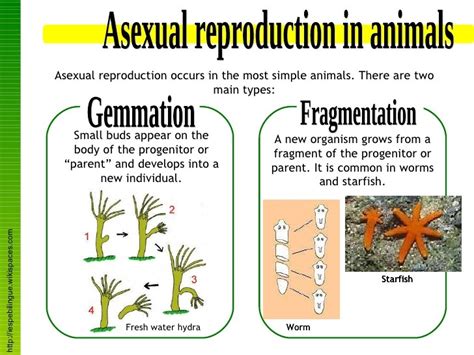 Animal Reproduction (AR) - muktibox.com