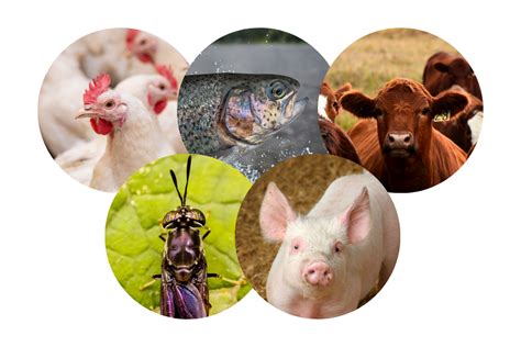 Animal Reproduction Grand Opening Resources | Agriculture ... - muktibox.com