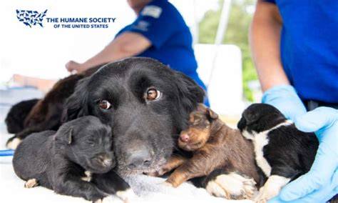 Animal Rescue & Acceptance - Center for Great Apes - raincitystudios.com
