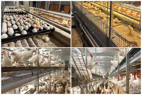 ANIMAL WELFARE AND LAYING HEN PRODUCTION SYSTEMS - raincitystudios.com