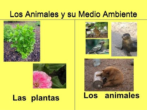ANIMALES Y PLANTAS DE NUESTRO DISTRITO docx