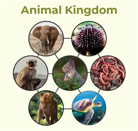 Animalia Kingdom | Definition, Characteristics & Examples - muktibox.com