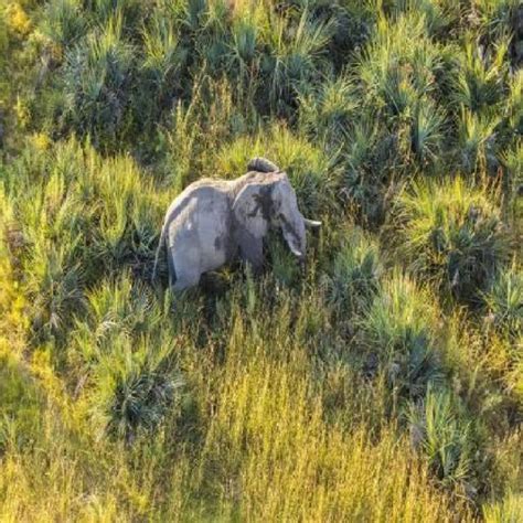 Animals Computer Vision Datasets and Models - Roboflow - coolestguyplanet.net