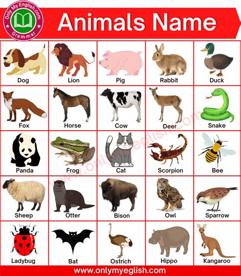 ANIMALS NAMES <b>ANIMALS NAMES docx</b> title=