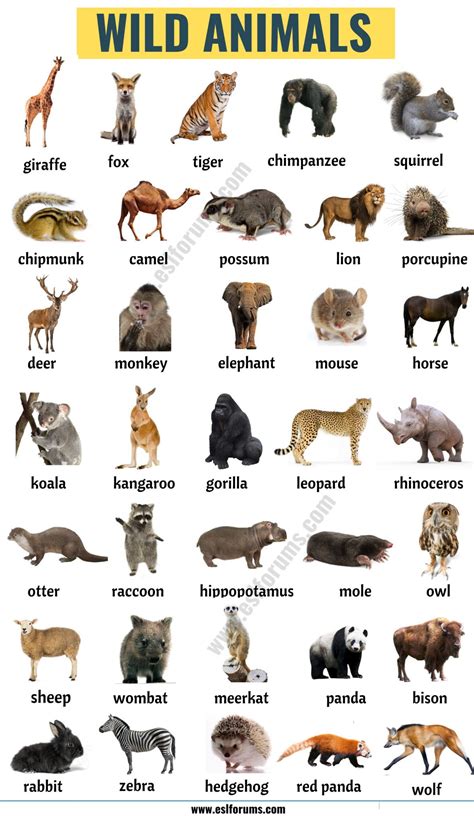 ANIMALS NAMES docx