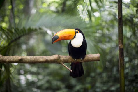 ANIMALS OF THE RAINFOREST CANOPY - muktibox.com