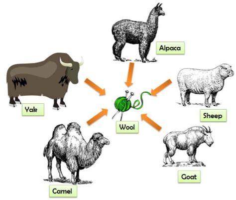 Animals Used for Wool - PETA UK - raincitystudios.com