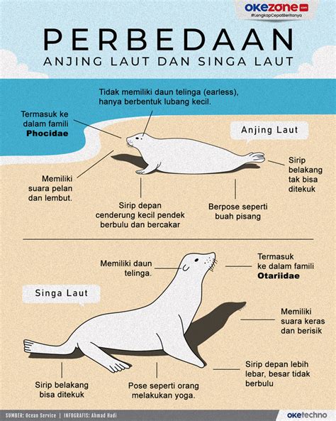 Anjing laut - Wikipedia bahasa Indonesia, ensiklopedia … - muktibox.com