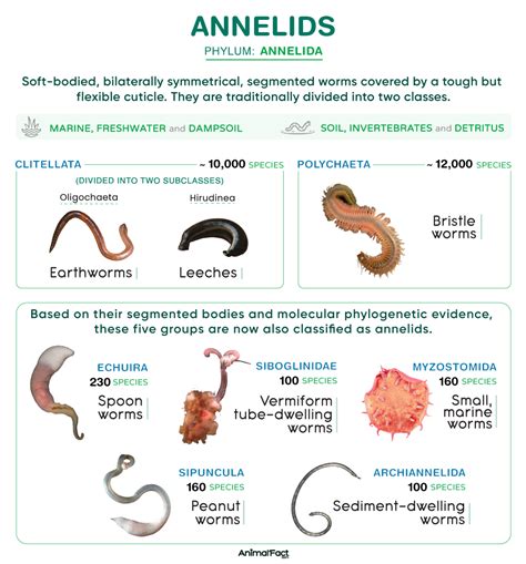 Annelid - Respiratory, Segmented, Setae | Britannica - muktibox.com