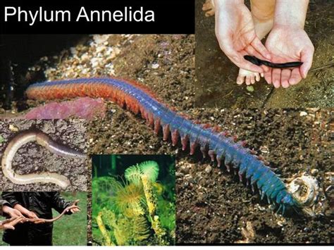 ANNELIDA kel 4 ppt