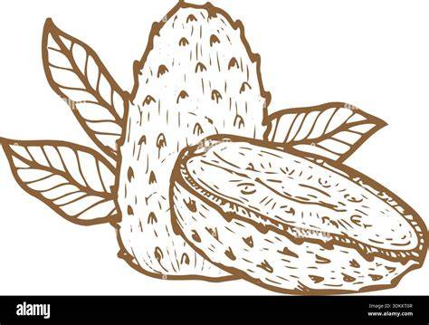 Annona guanabana Stock Vector Images - Alamy - raincitystudios.com