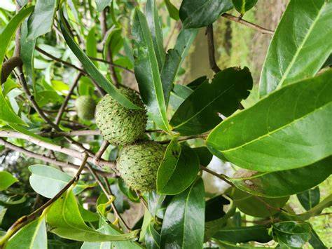 Annona montana - Plants of the World Online | Kew … - raincitystudios.com