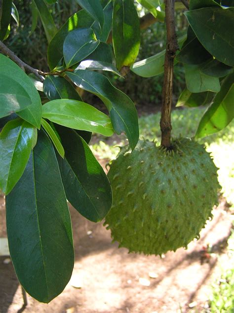 Annona muricata, PROSEA - raincitystudios.com