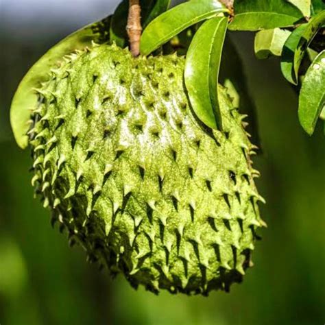 Annona muricata (soursop) | CABI Compendium - raincitystudios.com