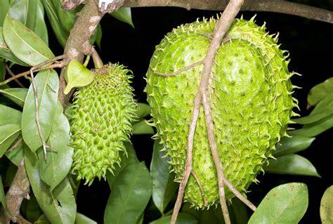 Annona muricata Images - Useful Tropical Plants - raincitystudios.com