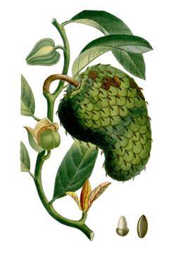 Annona muricata Sour Sop PFAF Plant Database - raincitystudios.com