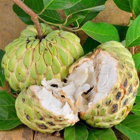 Annona squamosa - raincitystudios.com