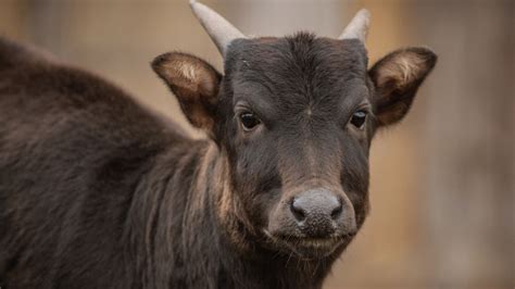 Anoa - Wikipedia bahasa Indonesia, ensiklopedia bebas - muktibox.com