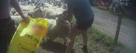 Another Sheep Shearer Pleads Guilty to Cruelty to Animals Following ... - raincitystudios.com