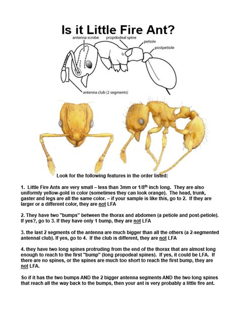ANT PROGRAM 2 (1) PDF Scribd.