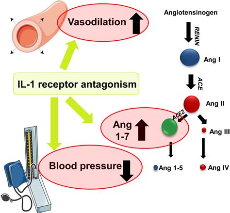 Antagonist binding actively disrupts interleukin-1 receptor dynamics to ... - wintechmobiles.com