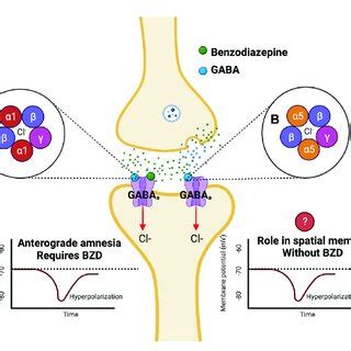 Anterograde amnesia linked to benzodiazepines - PubMed - wintechmobiles.com