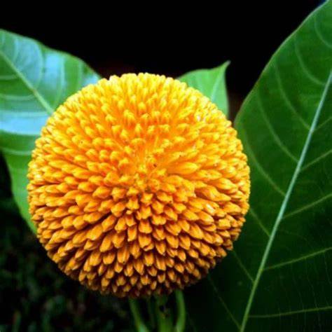 Anthocephalus Cadamba (Kadamb) | Forestry Optional … - raincitystudios.com