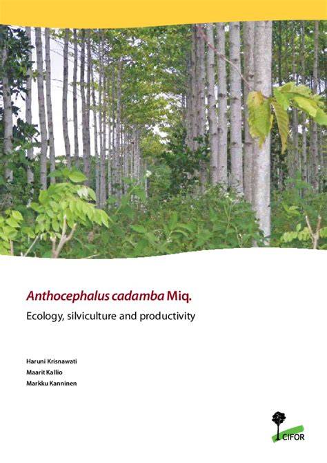 Anthocephalus cadamba Miq.: Ecology, silviculture and productivity ... - raincitystudios.com