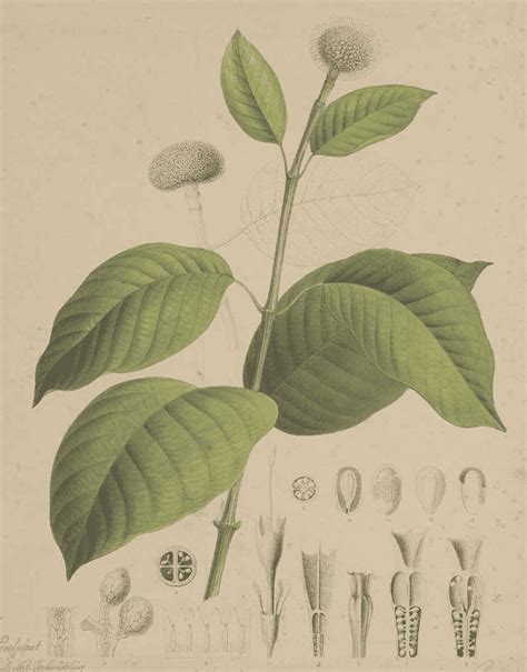 ANTHOCEPHALUS KADAMBA MORPHOLOGICAL ADAPTATIONS … - raincitystudios.com