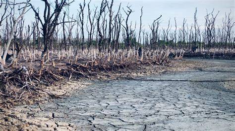 Anthropogenic drivers of mangrove degradation on the north coast of ... - raincitystudios.com