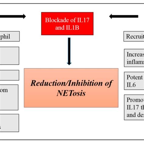 anti net - elchoricharrua.com