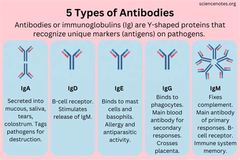 Antibodies: Definition, Types & Function - Cleveland Clinic - muktibox.com