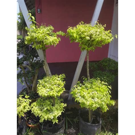 Anting putri taman - Plants, Seeds & Bulbs - raincitystudios.com