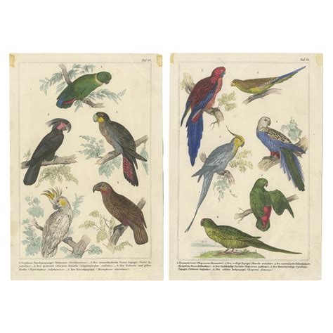 Antique Prints of Birds - muktibox.com