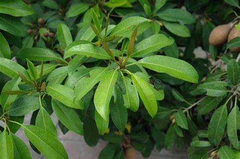 Anxiolytic activity of hydroalcoholic Manilkara zapota (Linn.) leaf ... - raincitystudios.com