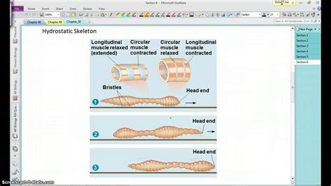 AP Bio Chapter 50 Video 2 YouTube