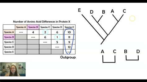 AP Bio Topic 7.9 Part 2 Constructing Trees YouTube