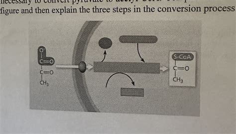 AP Biology Chapter 9 Test Diagram Quizlet