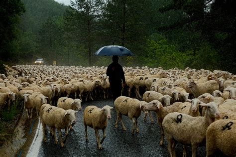 AP PHOTOS: A shepherd keeps up the ancient rite of guiding sheep across northern Spain
