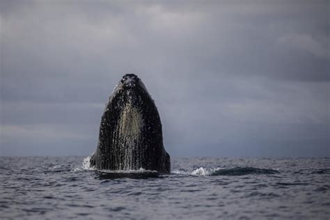 AP PHOTOS: Humpback whales draw thousands of visitors to a small port on Colombia’s Pacific coast