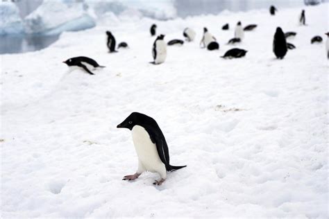 AP PHOTOS: On Antarctica’s ice and in its seas, penguins in a warming world